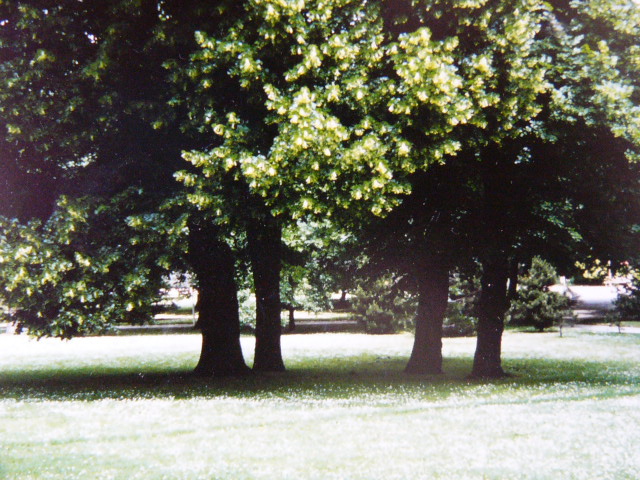 FA[gnCV^CiWertheimsteinparkFWien 19, Doeblinger Hauptstrasse 96j